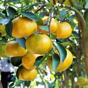 ໝາກສົ້ມຂຽວ