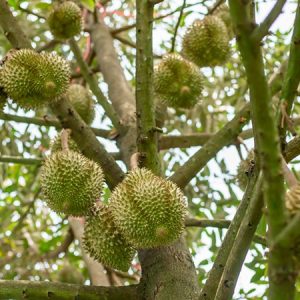 ໝາກຖົ່ວລຽນ