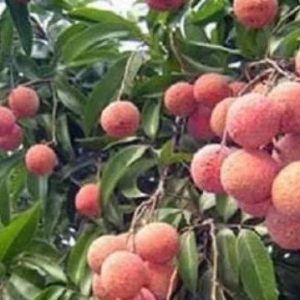 ໝາກລີ້ນຈີ່ ຫວານ