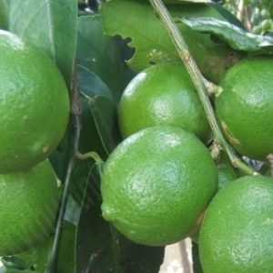 ເບ້ຍໝາກນາວ 4-ລະດູການ