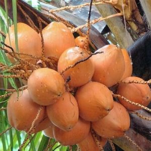 ຫມາກພ້າວໄຟ